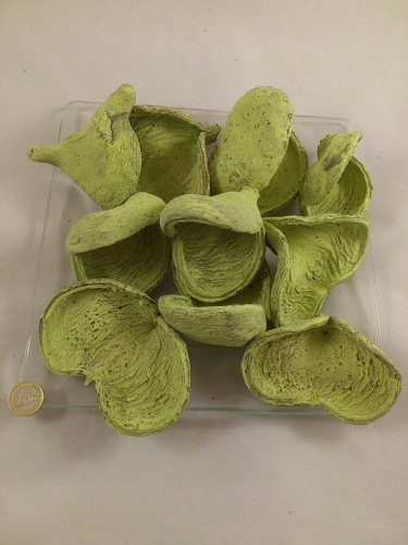 Badam 10 p. apple green